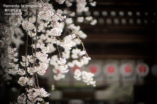 平野神社の魁桜