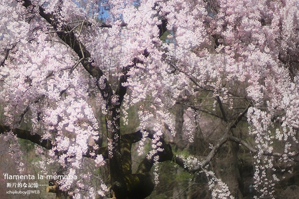 近衛邸跡の糸桜 