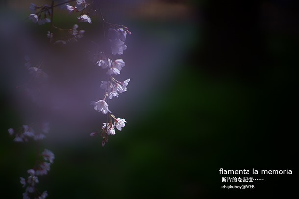 近衛邸跡の糸桜