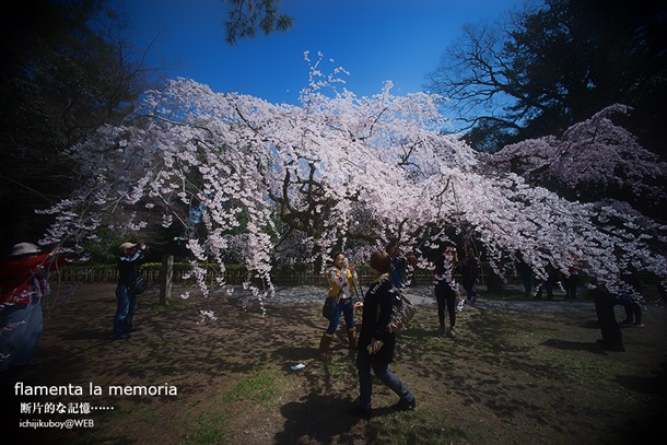 御苑近衛邸跡の糸桜