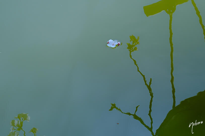 DSCF5405.jpg