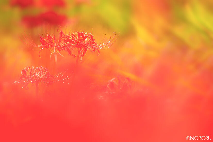 DSCF9558a.jpg